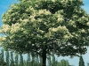 Fraxinus Ornus